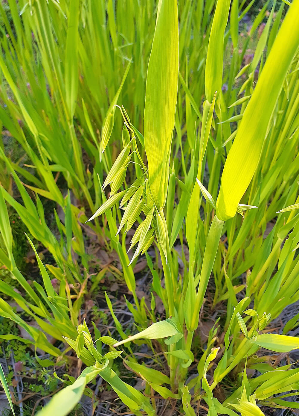 カラスムギエキス